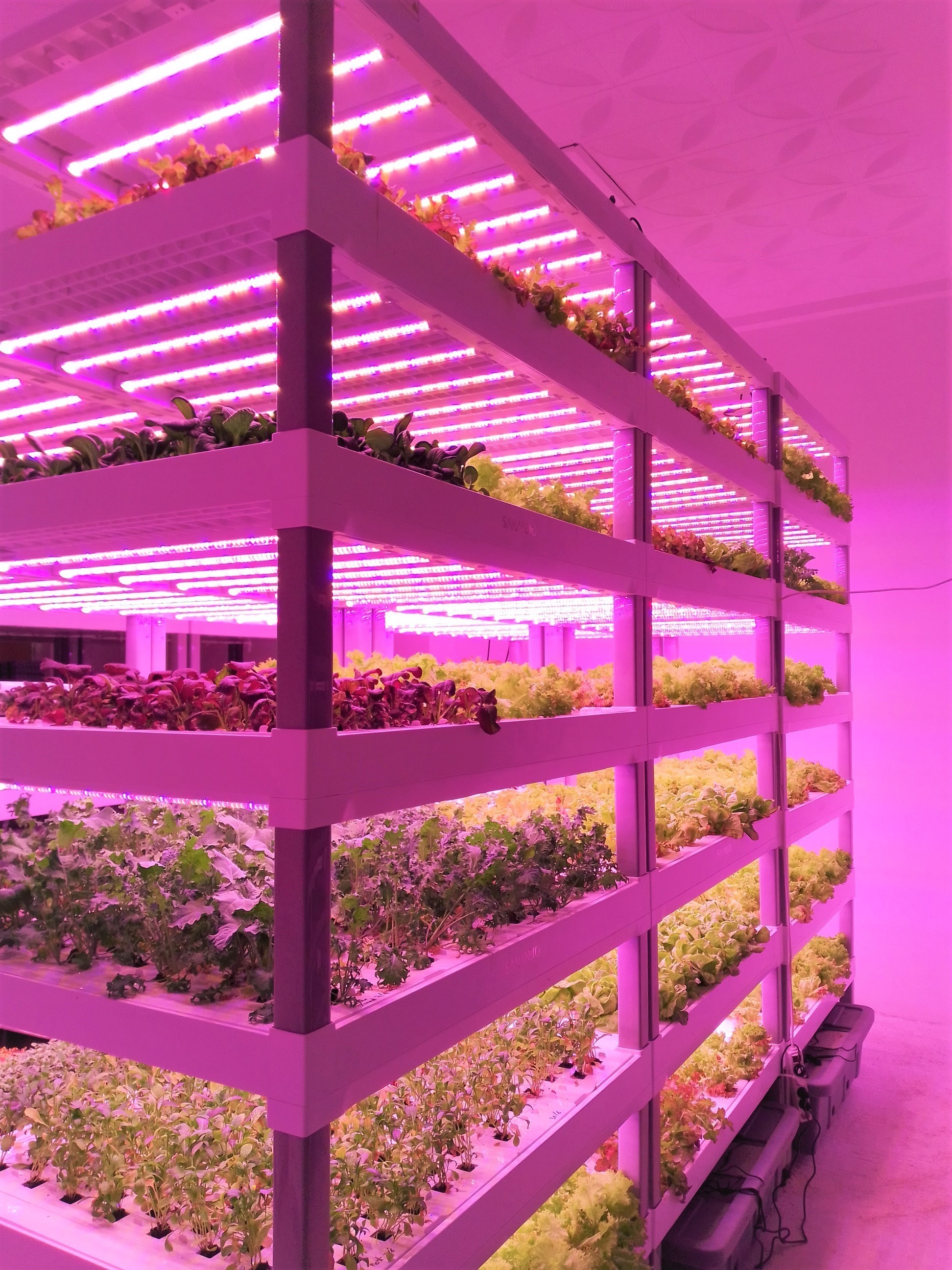 Microbrotes Vivegreens